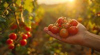 Fresh ripe cherry tomatoes on vine held in farmer's hand against sunset garden background, golden hour lighting creates warm atmospheric glow.
