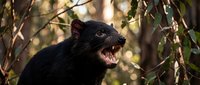 Aggressive Tasmanian devil baring teeth and snarling in natural forest habitat with dappled sunlight filtering through branches creating dramatic wildlife portrait.