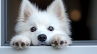 Adorable white Japanese Spitz puppy peeking through window with paws on windowsill, close up portrait showing fluffy fur and bright eyes against dark background.
