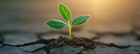 Young green sprout growing from soil on cracked dry ground at sunset, symbolizing hope, resilience and new beginnings in challenging environment.