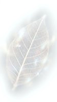 Translucent skeletal leaf with delicate vein structure and soft luminous glow on white background, isolated for design use on textiles and graphics.