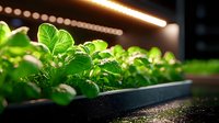 Fresh green basil plants growing in hydroponic system under LED grow light strip. Close up view shows vibrant leaves and modern indoor farming technology.