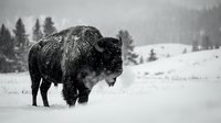 Majestic bison standing in snowy winter landscape with evergreen forest background. Powerful wildlife animal in natural habitat during snowfall season.