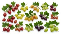 Assorted gooseberries with green leaves isolated on white background, featuring red, yellow, and dark purple varieties arranged for culinary, nutritional, and design applications.