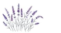Delicate lavender flowers with thin stems on white background. Botanical illustration for aromatherapy, spa, wellness, herbal medicine designs.