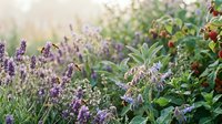 Lavender and herb garden with purple flowering plants and green foliage in natural sunlight, suitable for gardening, wellness, and botanical content.