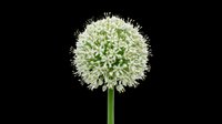 Allium flower head with delicate white-green blooms isolated on transparent background, ready for t-shirt designs, clipart, stickers, and print-on-demand products.