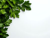 Fresh green parsley leaves arranged in corner on white background, creating natural border frame. Isolated herbs for culinary and design projects.