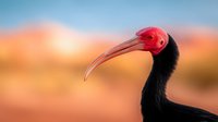 Southern bald ibis with distinctive red head and long curved beak against blurred warm sunset background, black feathers creating striking silhouette profile.