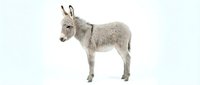 Gray donkey standing in profile on white background isolated for design projects and educational materials about farm animals and livestock.