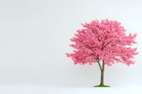 Vibrant pink cherry blossom tree in full bloom stands alone against white background, symbolizing spring renewal, hope and natural beauty. Suitable for wall art.