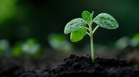 Young green seedling growing from fertile soil with water drops on leaves against dark background, representing growth, new beginnings and spring gardening.