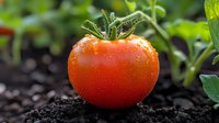Fresh ripe red tomato with water drops growing in organic garden soil, close-up view showing natural texture and green leaves in background.