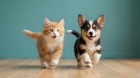 Orange tabby kitten and tricolor corgi puppy running together on wooden floor against teal background. Adorable pets in motion for animal lover content.