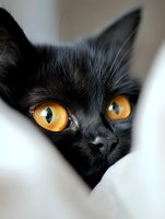 Close-up portrait of black cat with bright amber eyes peeking through white fabric, creating mysterious and dramatic mood for pet photography and halloween designs.