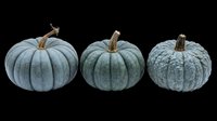 Blue-grey pumpkins isolated on transparent background, ready for t-shirt designs, clipart, stickers, print-on-demand products, and sublimation projects.