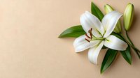 White lily flower with buds and green leaves on beige background, elegant floral composition for wedding invitations and romantic designs.