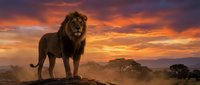 Majestic male lion standing on rocky outcrop against dramatic sunset sky in African savanna landscape with acacia trees silhouetted in golden hour light.