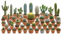 Large collection of various cactus and succulent plants in terracotta pots arranged in rows, perfect for desert gardening and home decor projects.