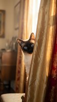 Siamese cat with striking blue eyes peeking behind golden curtains in a sunlit room, perfect for pet, home decor, and lifestyle content.