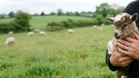 Farmer holding young goat kid in arms with pastoral green field and grazing livestock in background. Agricultural livestock farming and animal husbandry.
