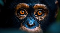 Close-up portrait of young chimpanzee face showing expressive amber eyes, detailed facial features and wrinkled skin texture against dark background.