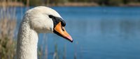 White swan head profile with orange beak near blue water surface in natural pond habitat for wildlife and nature photography projects.