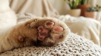 Adorable orange tabby cat paw with pink pads resting on cozy knitted blanket in warm sunlit bedroom with houseplants creating peaceful domestic atmosphere.