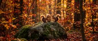 Adorable chipmunk sitting on moss-covered rock in vibrant autumn forest with golden orange foliage and fallen leaves creating magical woodland scene.