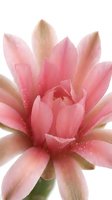 Pink lotus flower with water droplets on petals, isolated on white background. Suitable for wellness, spa, and botanical design projects.