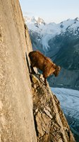 Mountain goat grazing on steep rocky cliff edge with glacier valley and snow-capped peaks in background during golden hour light for outdoor adventure concepts.