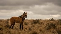 Wild red fox standing alert in autumn grassland with dramatic cloudy sky background during golden hour wildlife photography.