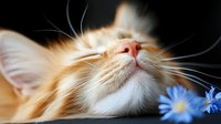 Peaceful ginger cat sleeping next to blue cornflowers on dark background. Close up view of feline nose and whiskers showing serene expression and soft fur.