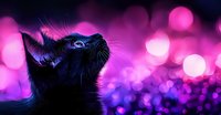 Black cat silhouette looking up against vibrant pink and purple bokeh background, creating magical atmosphere with glowing lights and dreamy effect.