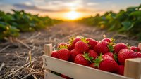 Fresh ripe strawberries in wooden crate at sunset on farm field. Organic berry harvest concept for healthy eating and agriculture marketing.