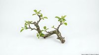 Small bonsai tree branch with fresh green leaves on white background, isolated for zen garden design and meditation concepts.