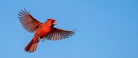 Male northern cardinal in flight with spread wings against clear blue sky, showcasing vibrant red plumage and natural bird behavior in wildlife photography.