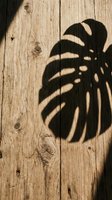 Monstera leaf shadow cast on weathered wooden surface with natural sunlight, suitable for botanical, nature, and interior design projects.