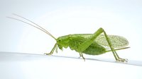 Bright green grasshopper isolated on white background, detailed macro view of insect with long antennae and legs, suitable for educational materials and design projects.