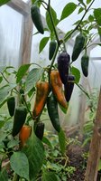 Colorful chili peppers growing on plant in greenhouse with green orange and purple pods ripening on branches for organic farming and spicy food production.