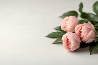 Delicate pink garden roses with green leaves lying on white surface. Soft natural lighting creates gentle shadows. Minimalist floral composition for romantic designs.