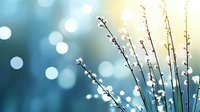 Delicate white spring blossoms against blurred turquoise and yellow bokeh background create dreamy natural composition with soft morning light and dew drops.