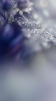 Macro shot of purple flower petals with water droplets and soft bokeh background, suitable for nature, botanical, and wellness design projects.