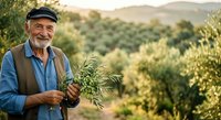 Senior male farmer with olive branch in Mediterranean orchard during harvest season. Suitable for agriculture, farming, sustainability, and rural lifestyle content.