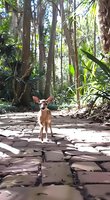 Young fawn standing alone on stone path in tropical forest setting with palm trees and dappled sunlight creating dramatic shadows and natural atmosphere.