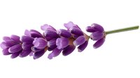Purple lavender flower branch isolated on white background, fresh aromatic herb with vibrant petals and green stem for natural cosmetics and aromatherapy designs.