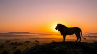 Male lion standing on rocky terrain at sunrise with golden sky and distant mountains, wildlife silhouette for nature and safari themes.