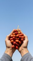 Caucasian male hands holding fresh red rowan berries against clear blue sky, showcasing natural harvest and organic produce for agricultural and wellness marketing.