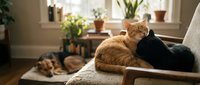 Ginger and black cats resting together on a couch near a sunny window with potted plants, creating a cozy home environment for pet lovers and interior design projects.