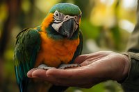 Colorful macaw parrot with green and orange plumage perched on human hand in natural outdoor setting. Tropical bird interaction and wildlife photography.
